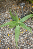 Aloe maculata RCP09-07 020.jpg